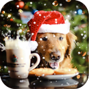 dog christmas wallpaper APK