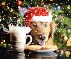 dog christmas wallpaper โปสเตอร์