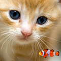 KITTY & FISH LIVE WALLPAPER(1)