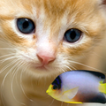 KITTY & FISH LIVE WALLPAPER(9)