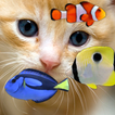 KITTY & FISH LIVE WALLPAPER(4)