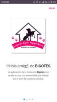 Fundación Bigotes Affiche