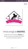 Fundación Bigotes poster