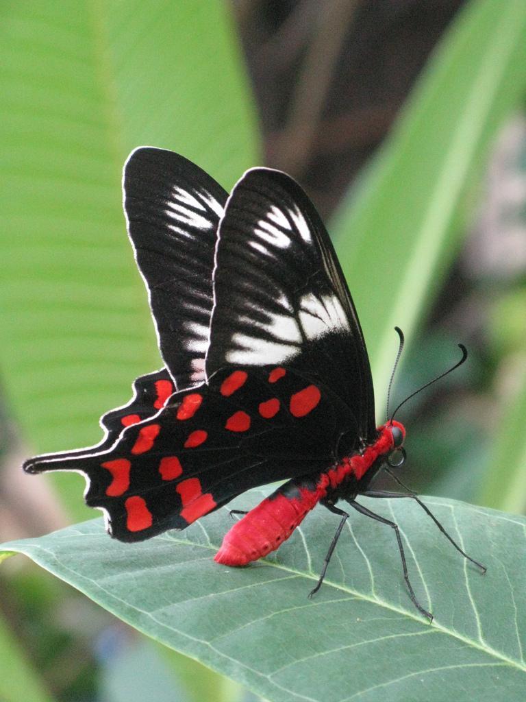 Красно белые бабочки