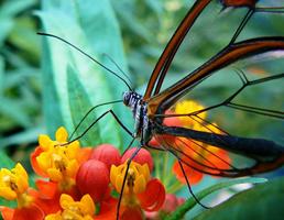 Butterflies for Kids capture d'écran 1