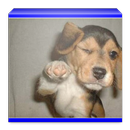 FUNNY DOG APK