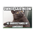meme FUNNY CAT