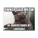 meme FUNNY CAT APK