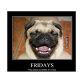 meme FUNNY DOG