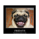 meme FUNNY DOG APK