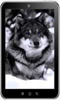 Wolf Wallpaper HD ภาพหน้าจอ 1