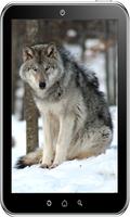 Wolf Wallpaper HD ภาพหน้าจอ 2