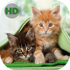 Wallpapers Cats icon