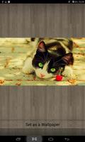 Wallpapers Cats screenshot 1