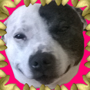 Dog Face Run Round APK