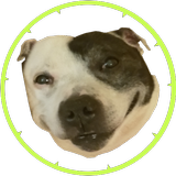 Dog Vs Spike Circle icon