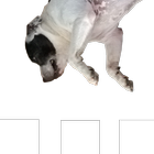 Dog Don't Fall, Jump! icon