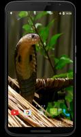 پوستر Cobra Video Live Wallpaper