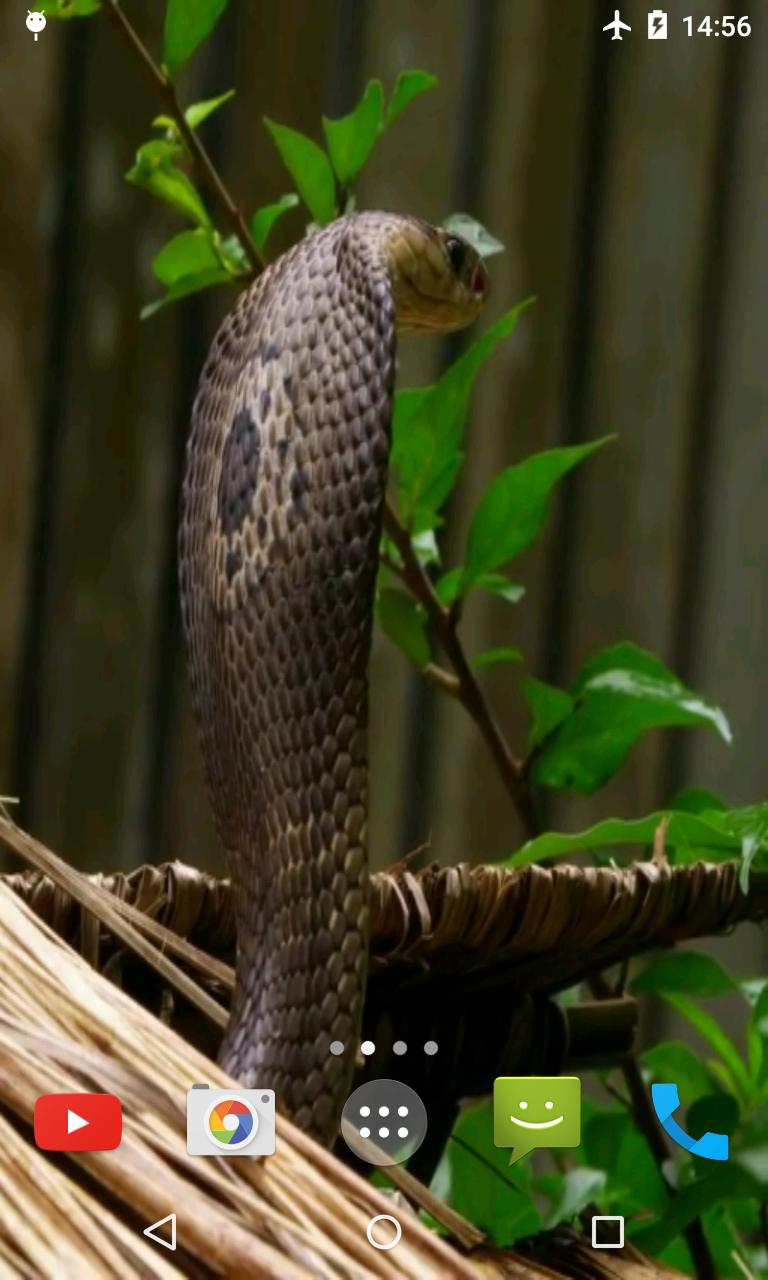 Descarga de APK de Cobra Fondos pantalla animados para Android Descarga de APK de Cobra Fondos pantalla animados para Android