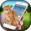 Cat on Screen - Cat in Phone Prank