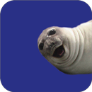 Selfie Seal Lite APK