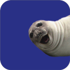 Selfie Seal Light أيقونة