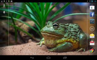 Frog Live Wallpaper screenshot 2