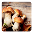 Mushrooms Live Wallpaper APK