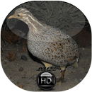 Canto de Inhambu Carapé APK