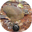 Canto de Inhambu Galinha