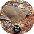 Canto de Inhambu Galinha biểu tượng