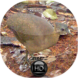 Canto de Inhambu Galinha biểu tượng
