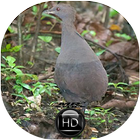 Canto de Inhambu Preto biểu tượng