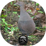 Canto de Inhambu Preto biểu tượng