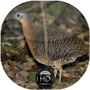 Canto de Inhambu Relógio APK
