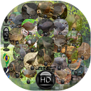 Canto de Codornas APK