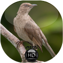 Canto Caraxué de Bico Preto APK