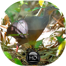 Canto Inhambu de Coroa Preta APK