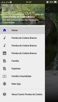 Canto Pomba de Coleira Branca bài đăng