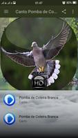 Canto Pomba de Coleira Branca ảnh chụp màn hình 1