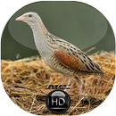 Canto de Codornizão Crex Crex APK