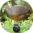 Canto de Jaó do Sul APK