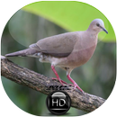 Canto de Juriti Gemedeira APK