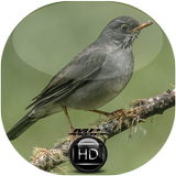 Canto de Sabiá Ferreiro biểu tượng