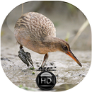 Canto de Saracura Matraca APK