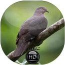Canto de Pomba Amargosa APK