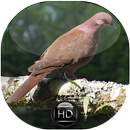 Canto de Pomba Botafogo APK