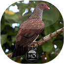 Canto de Pomba Trocal APK