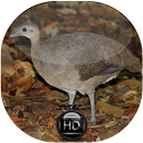 Canto Inhambu de Cabeça Vermelha APK