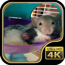 My Baby Hamster APK